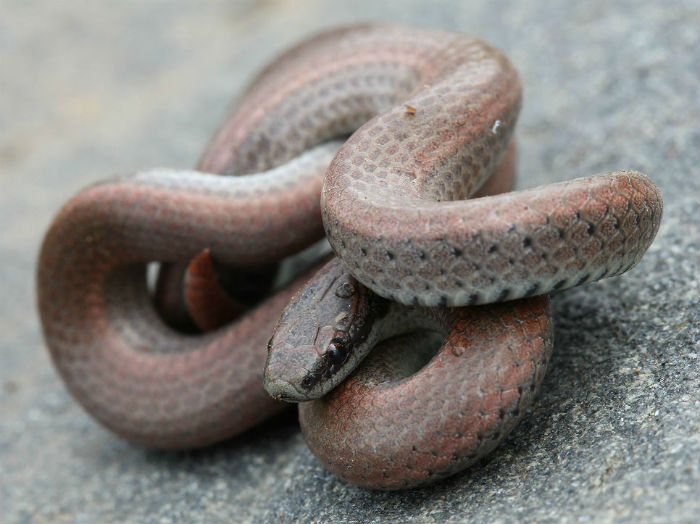 Sharptail Snake